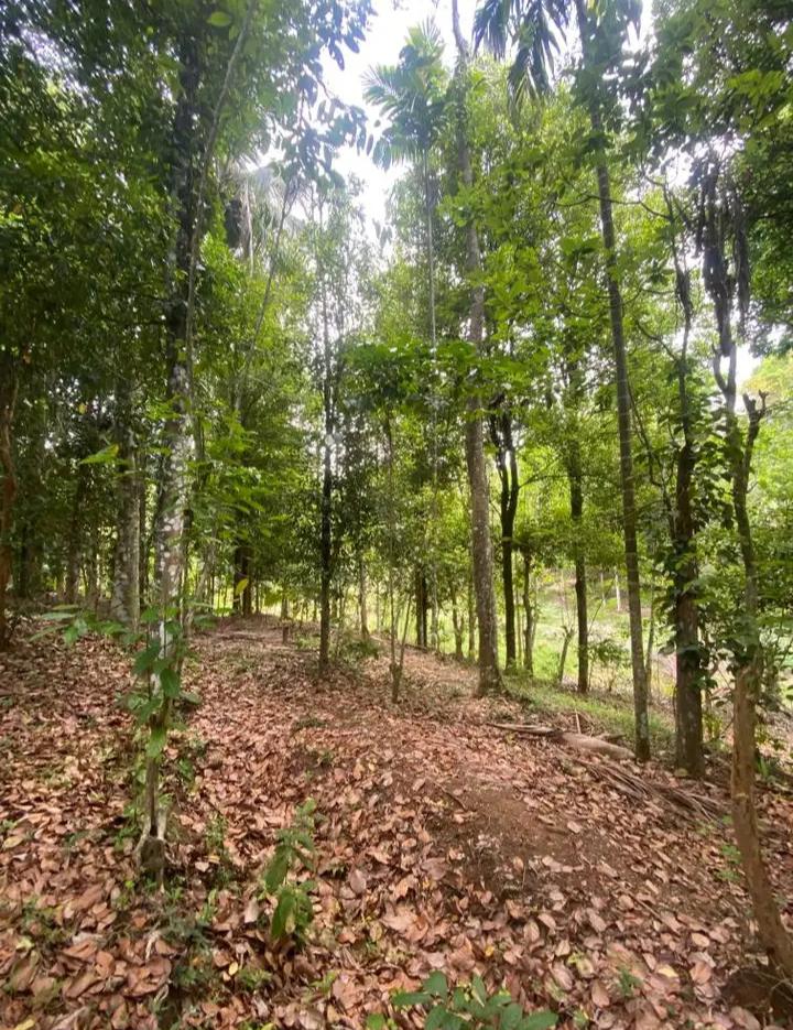 Agricultural Land for Sale in Pujapitiya