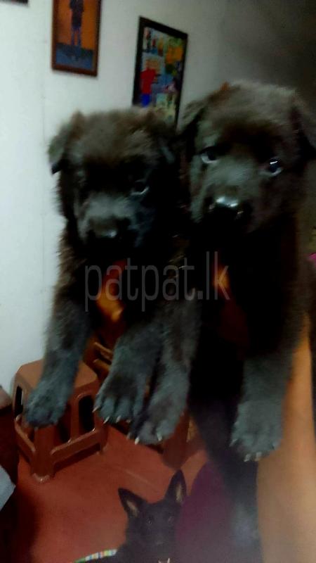 Lion  Shepherd බලු පැටව් විකිනීමට ඇත