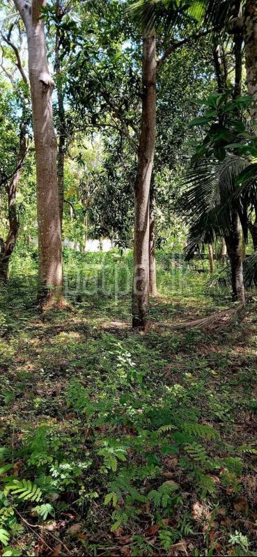 Residential Land for Sale in Sella Kataragama