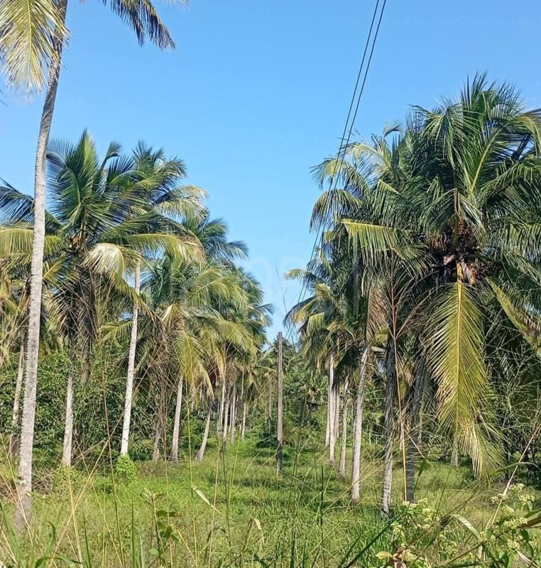 Agricultural Land for Sale in Kurunegala ads-image-1