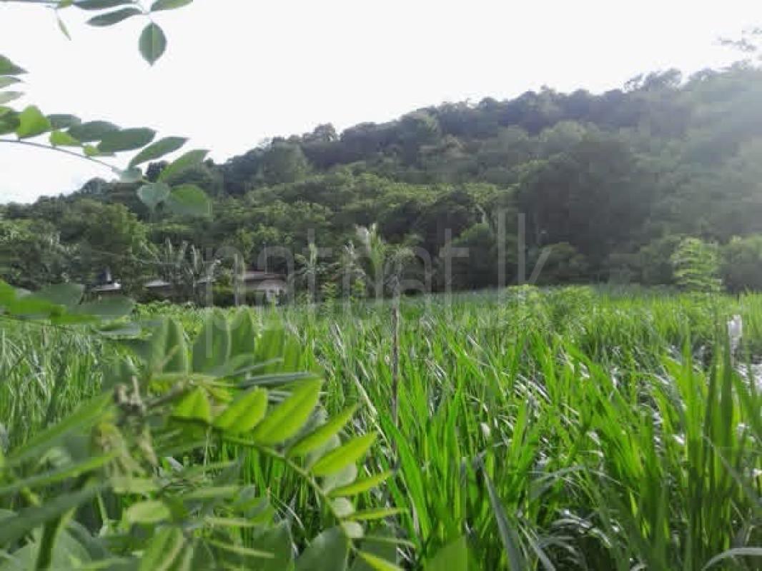 Agricultural Land for Sale in Matale