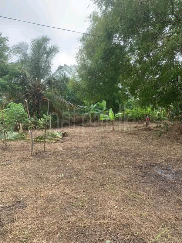 Agricultural Land for Sale in Gampola