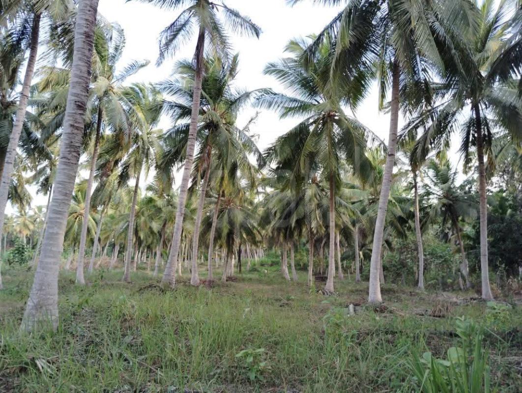Agricultural Land for Sale in Nikaweratiya ads-image-1