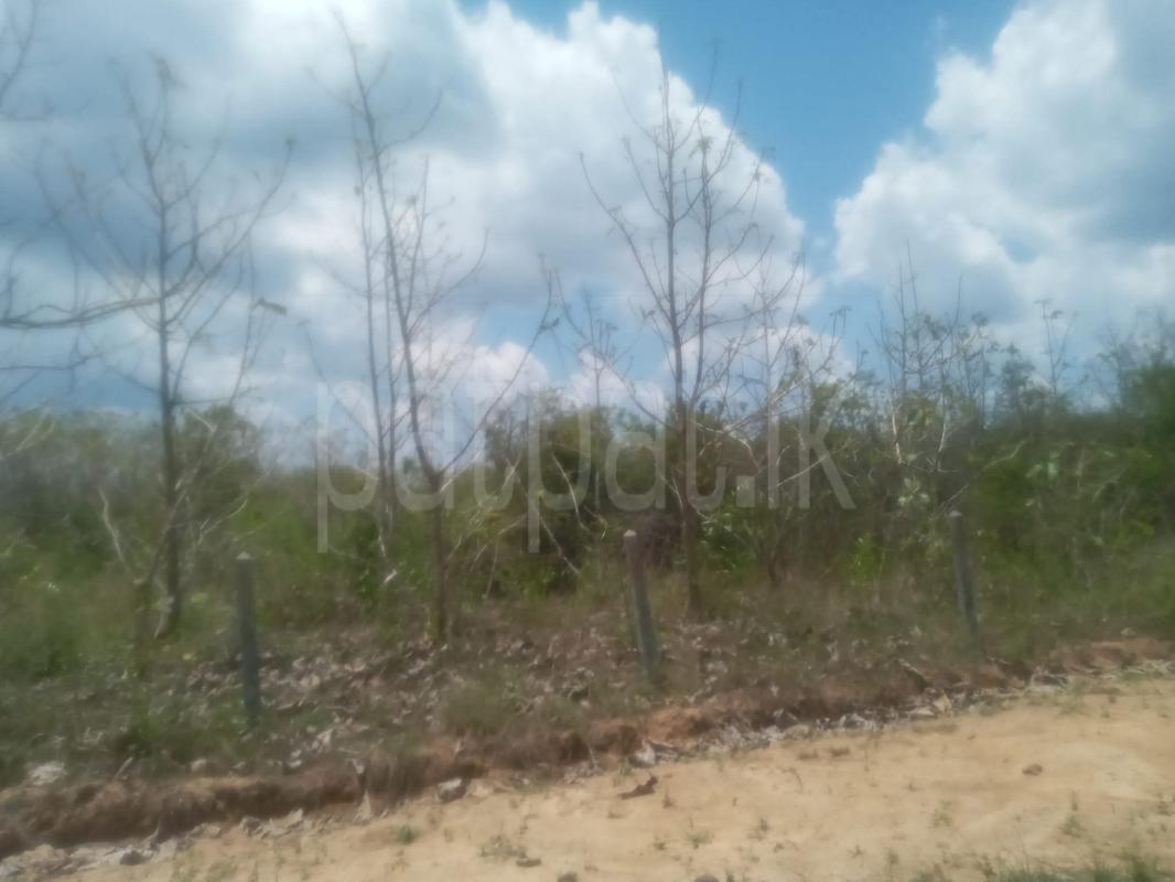 Agricultural Land for Sale in Anamaduwa