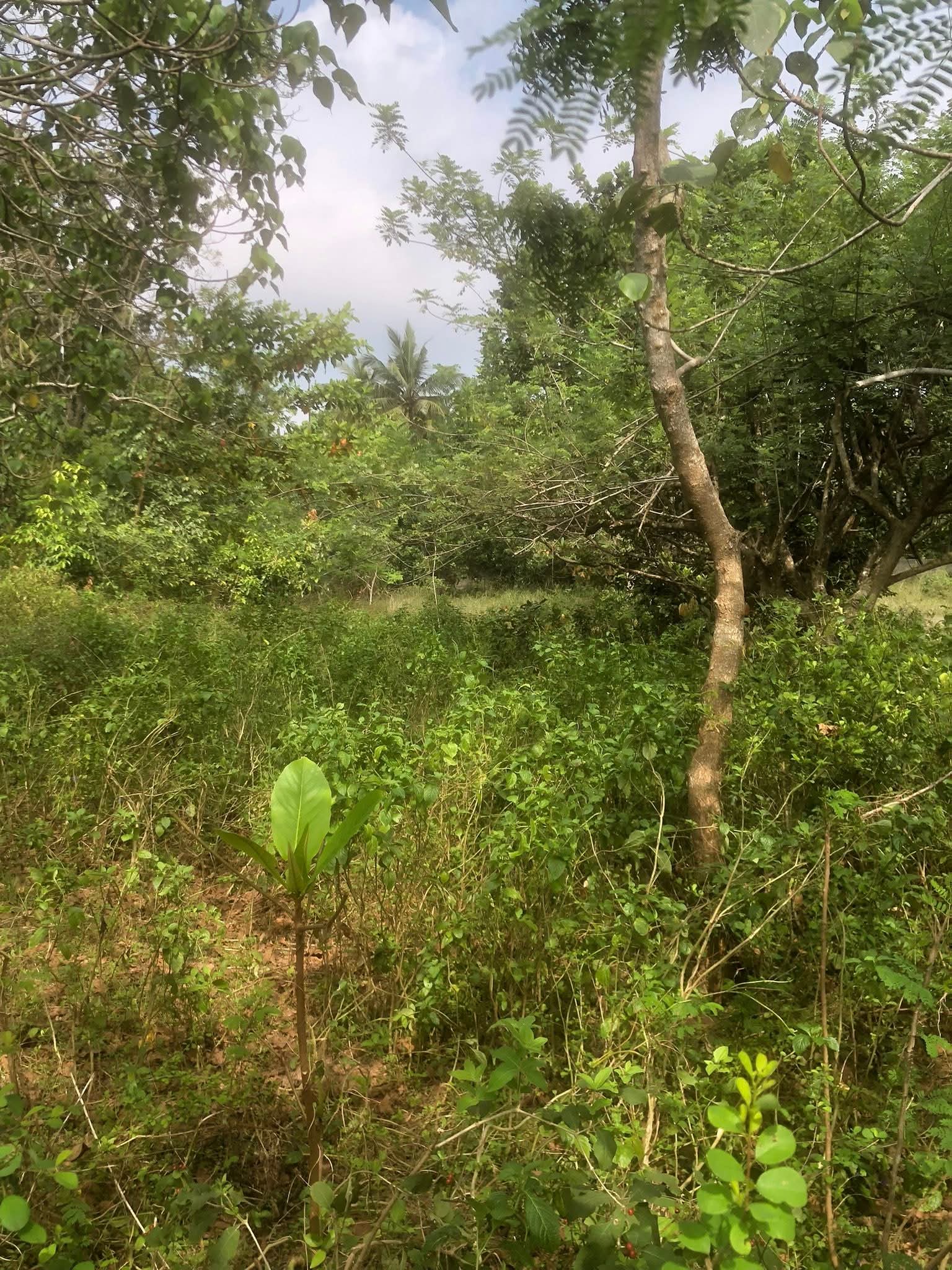 Commercial Land for Sale in Unawatuna