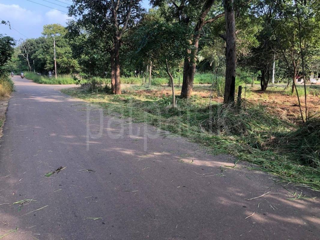 Agricultural Land for Sale in Anuradhapura
