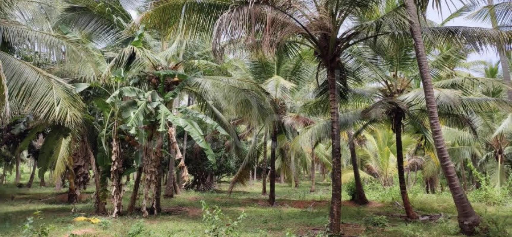 Agricultural Land for Sale in Kandy