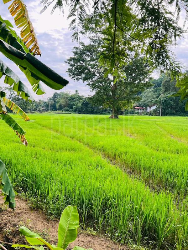 Agricultural Land for Sale in Mawathagama ads-image-1