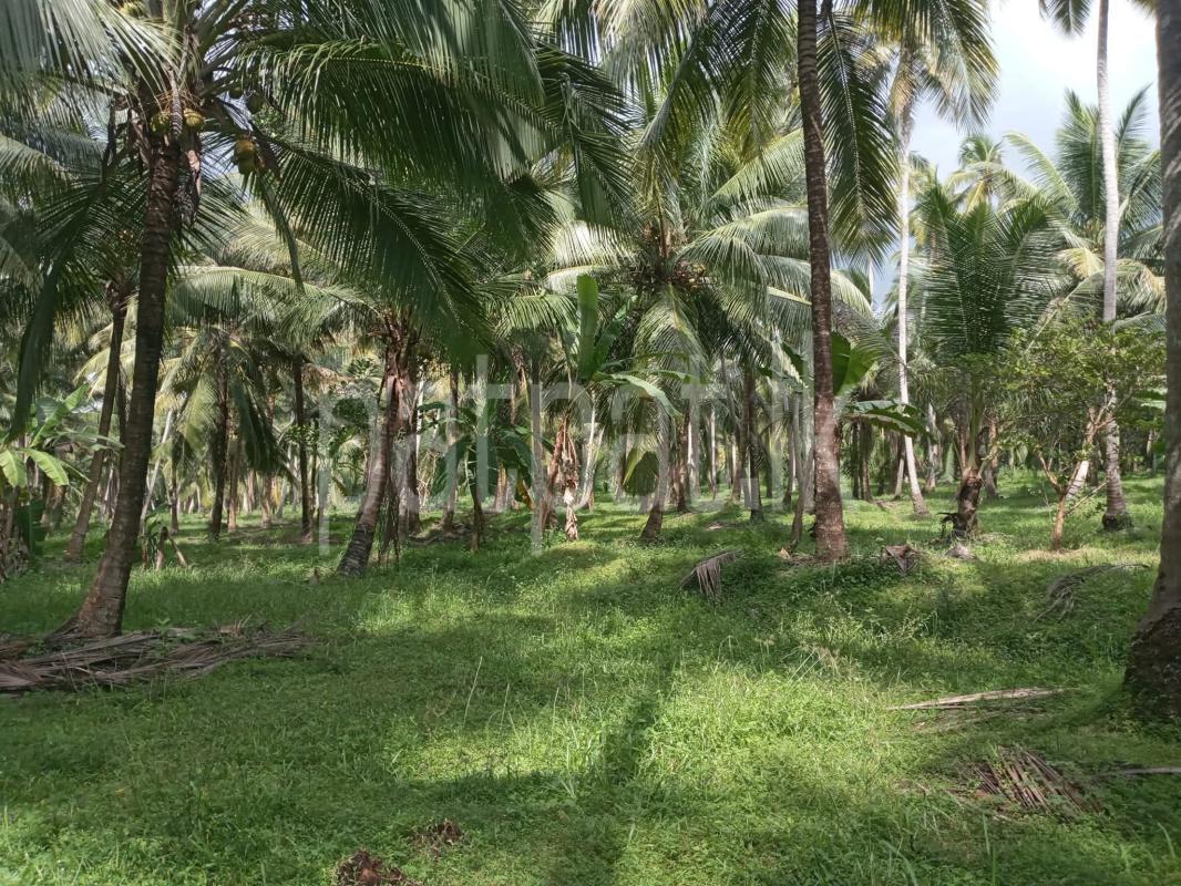 Agricultural Land for Sale in Maspotha
