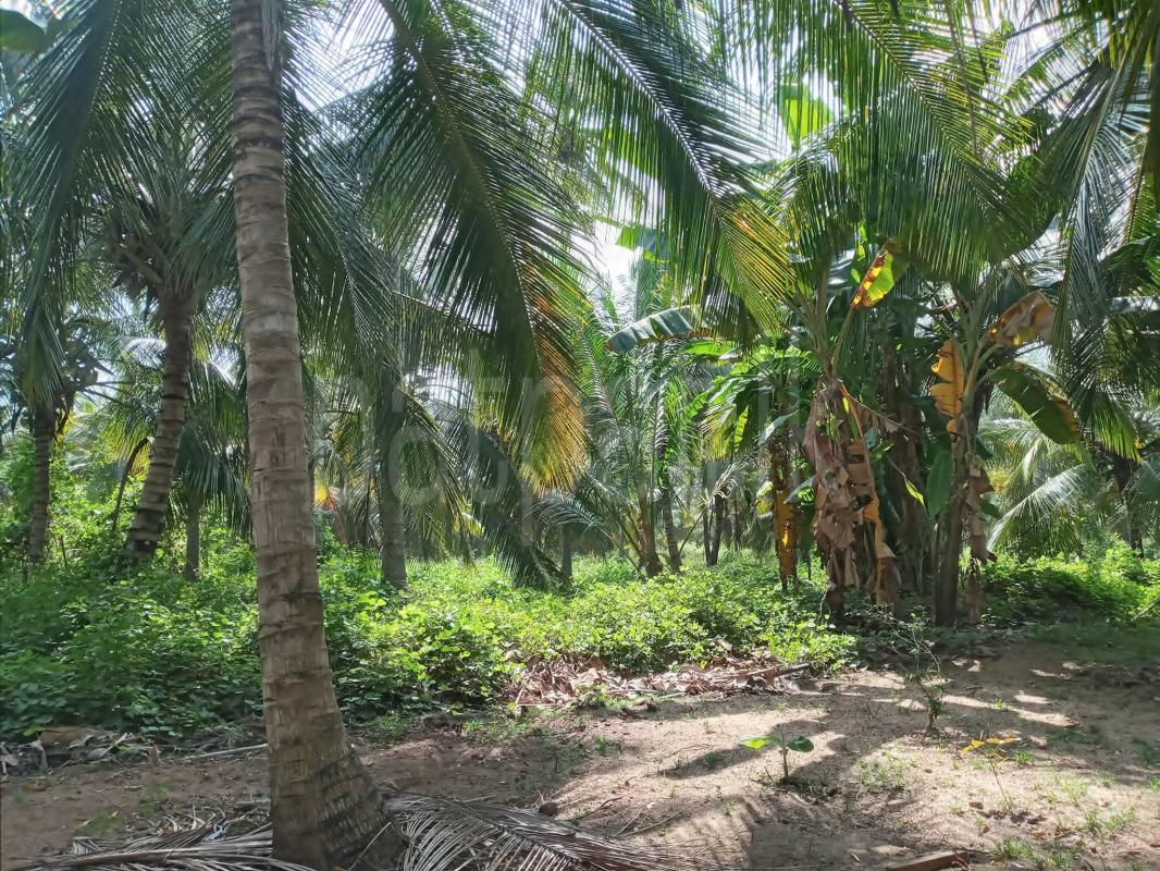 Agricultural Land for Sale in Kurunegala