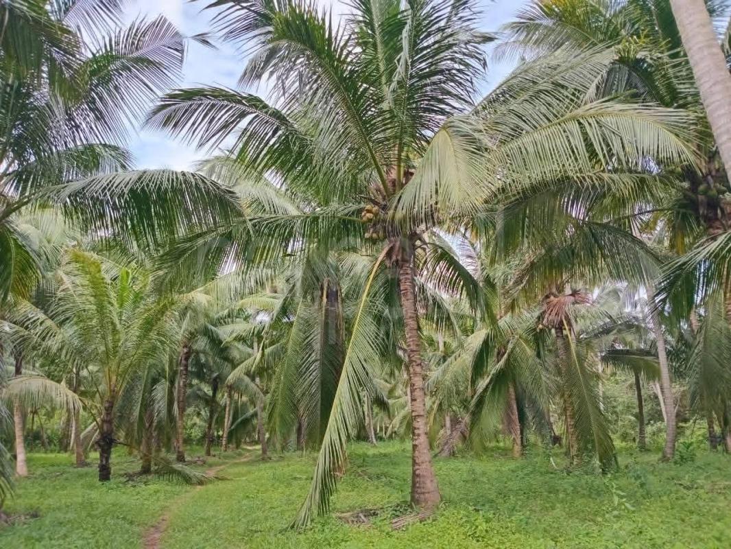 Agricultural Land for Sale in Dambadeniya