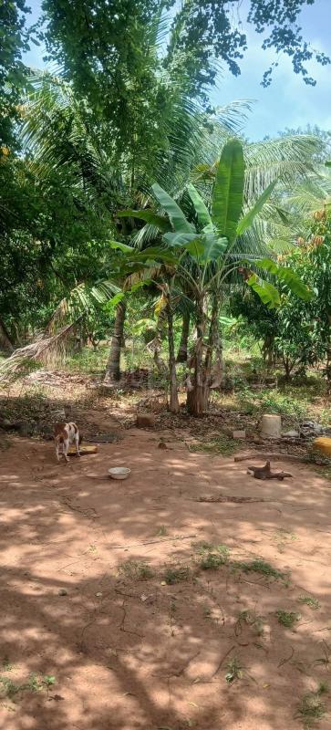Agricultural Land for Sale in Kataragama