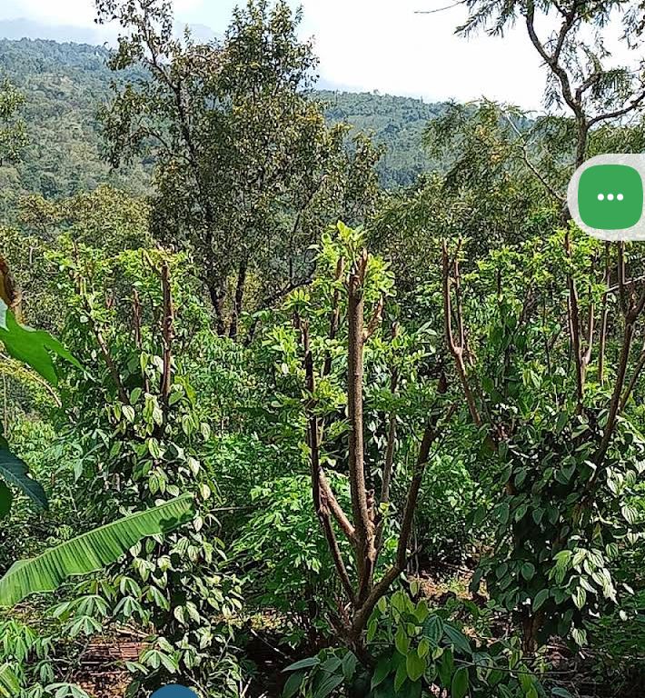Agricultural Land for Sale in Haputale