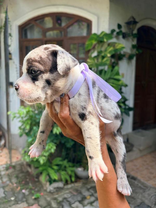 Advertisement image 4