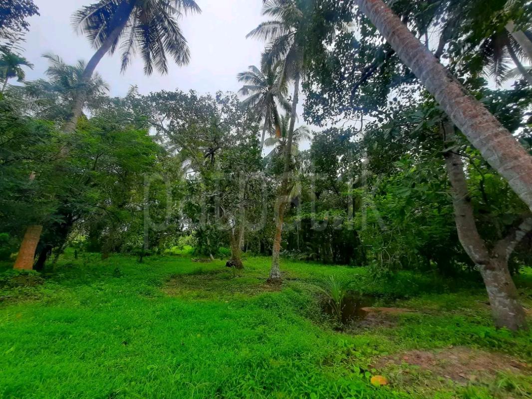 Agricultural Land for Sale in Kalawana