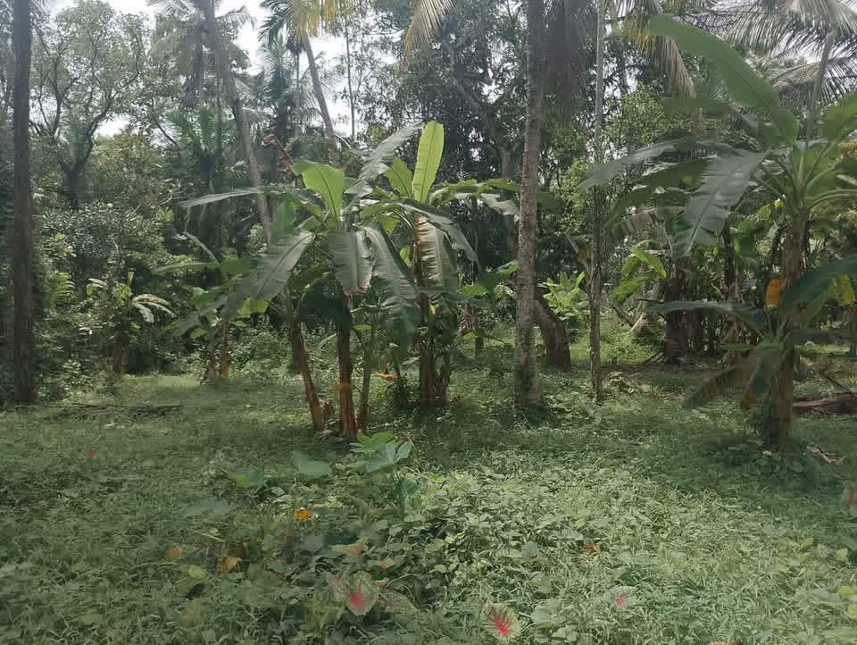 Agricultural Land for Sale in Divulapitiya ads-image-1