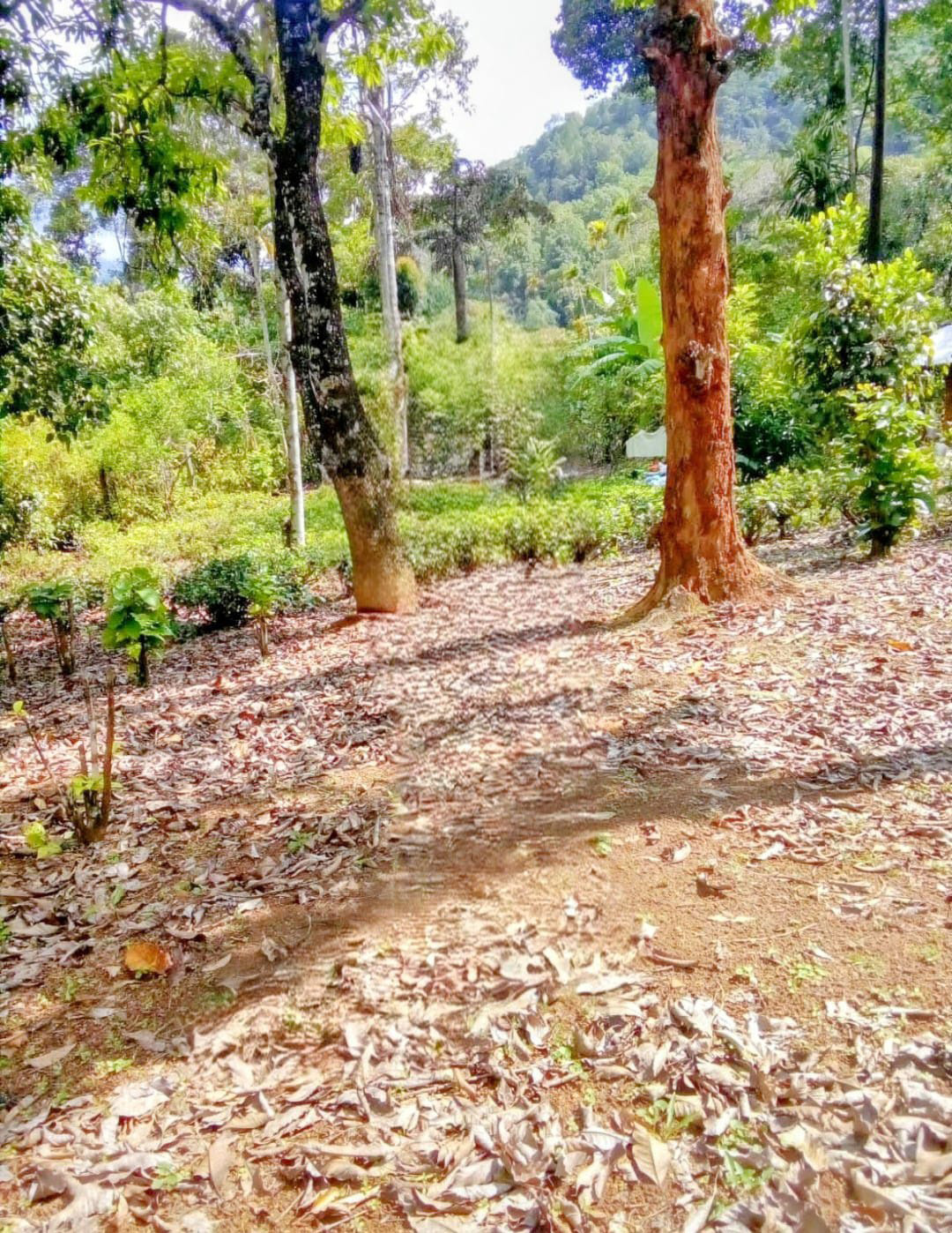 Commercial Land for Sale in Kotmale