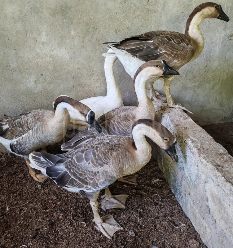 Brown Goose ads-image-1