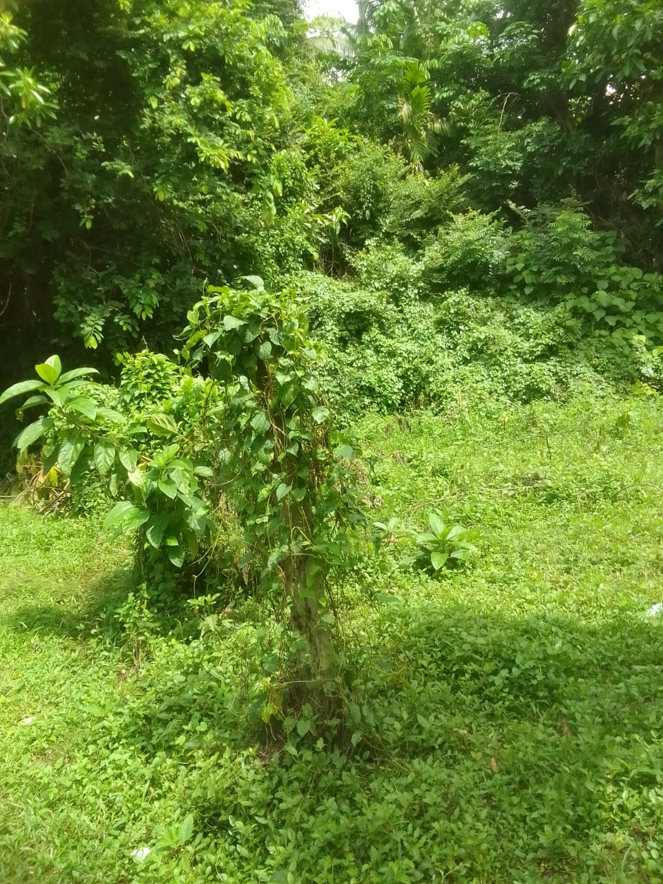 Residential Land for Sale in Panadura