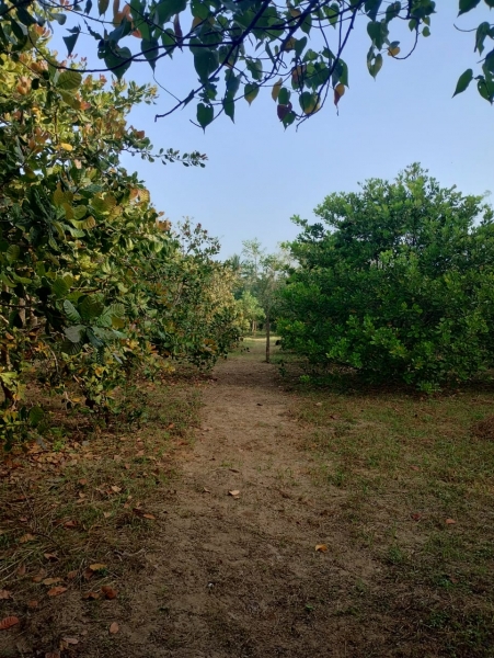 Agricultural Land for Sale in Puttalam