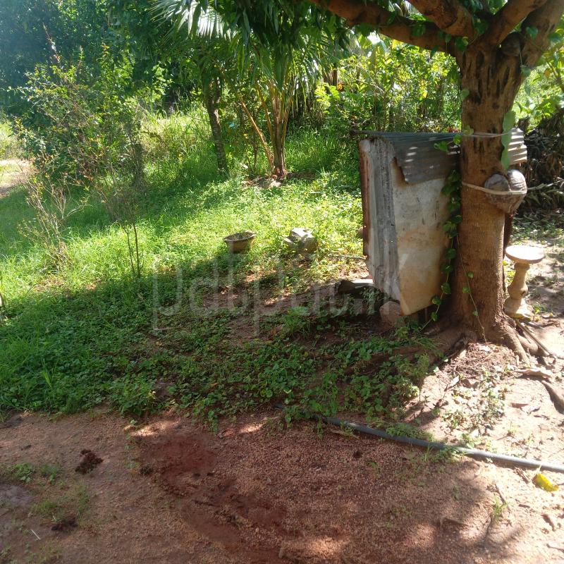 Agricultural Land for Sale in Mihintale ads-image-1