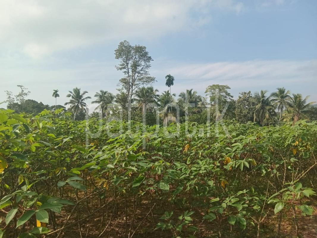 Agricultural Land for Sale in Horana