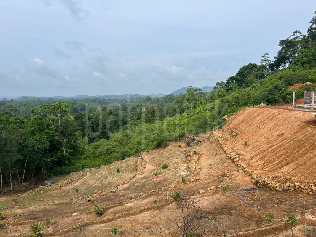 Agricultural Land for Sale in Handapangoda