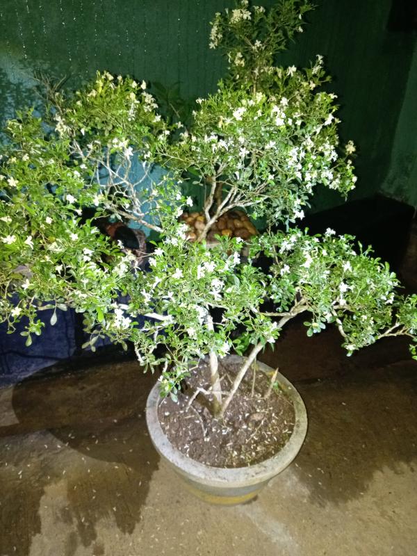 Attetiya plant for sale