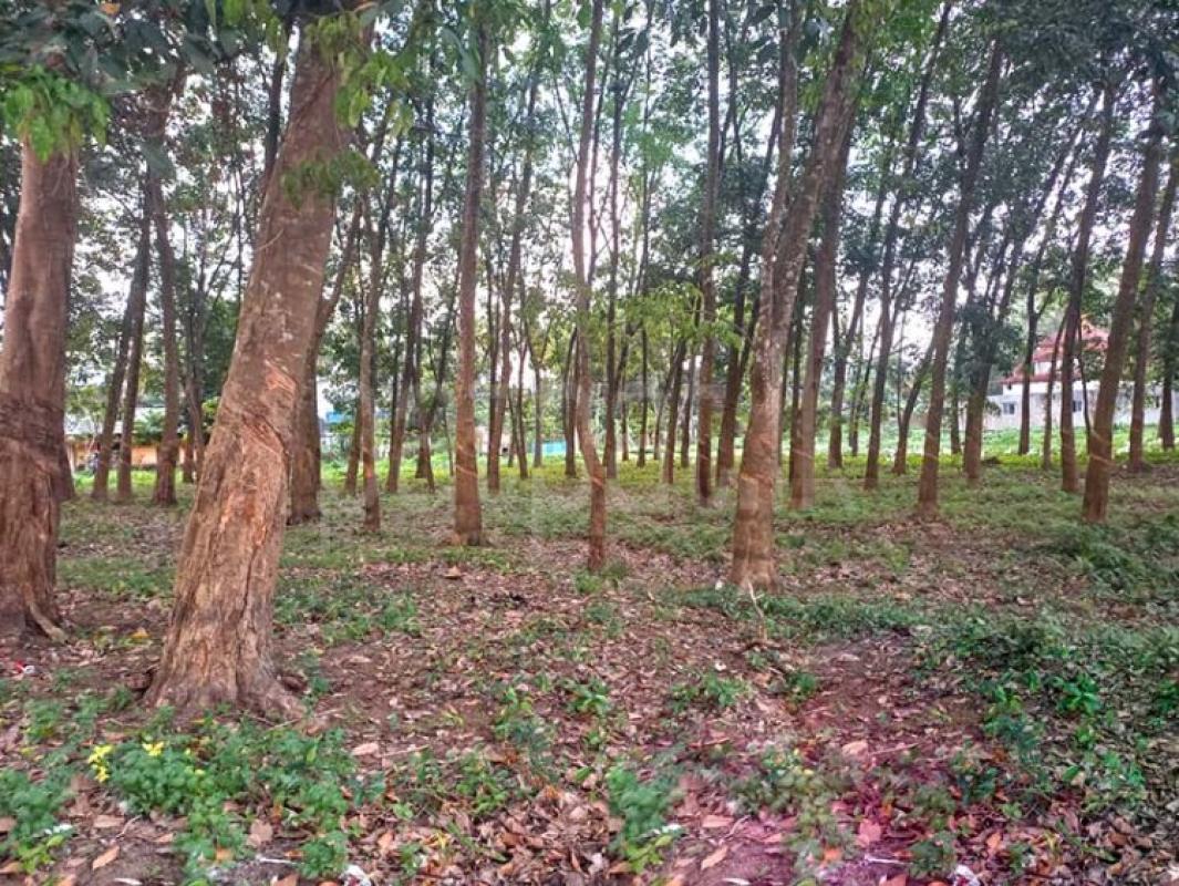 Agricultural Land for Sale in Biyagama