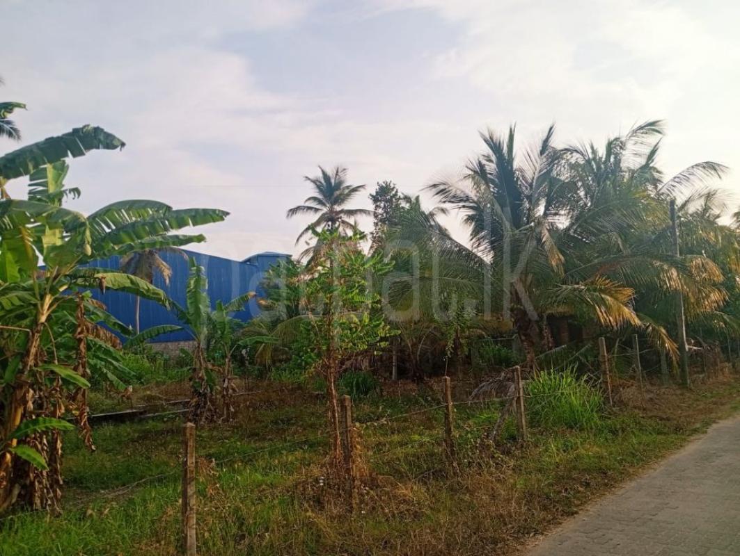 Residential Land for Sale in Hettipola ads-image-1