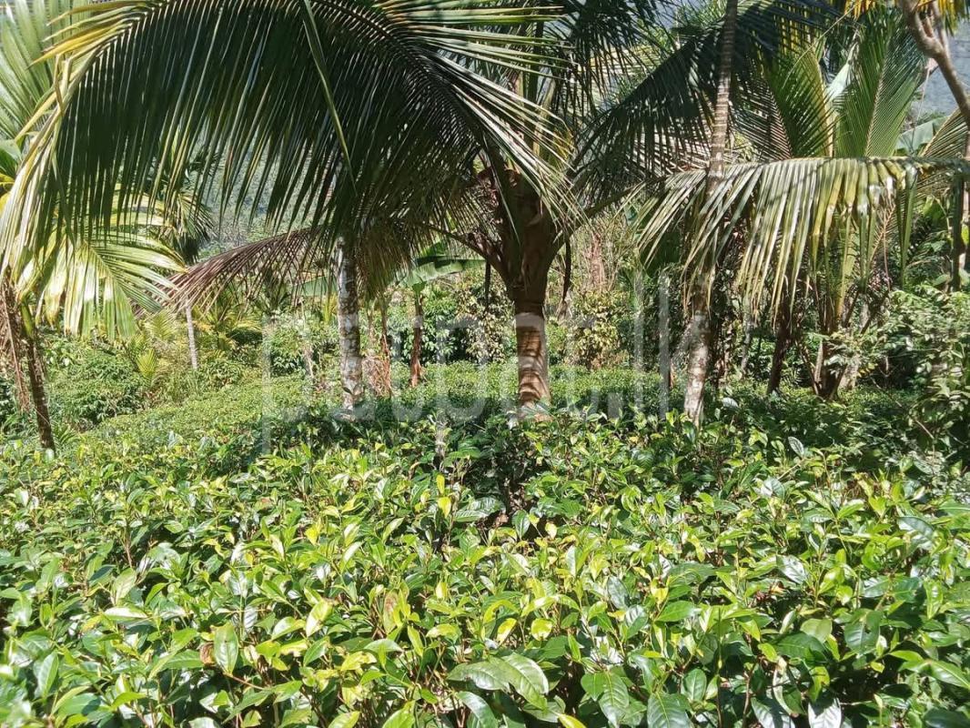 Agricultural Land for Sale in Deniyaya