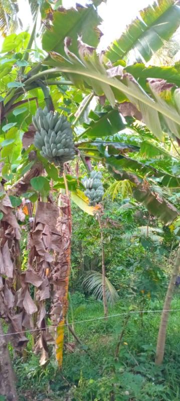 Agricultural Land for Sale in Kurunegala