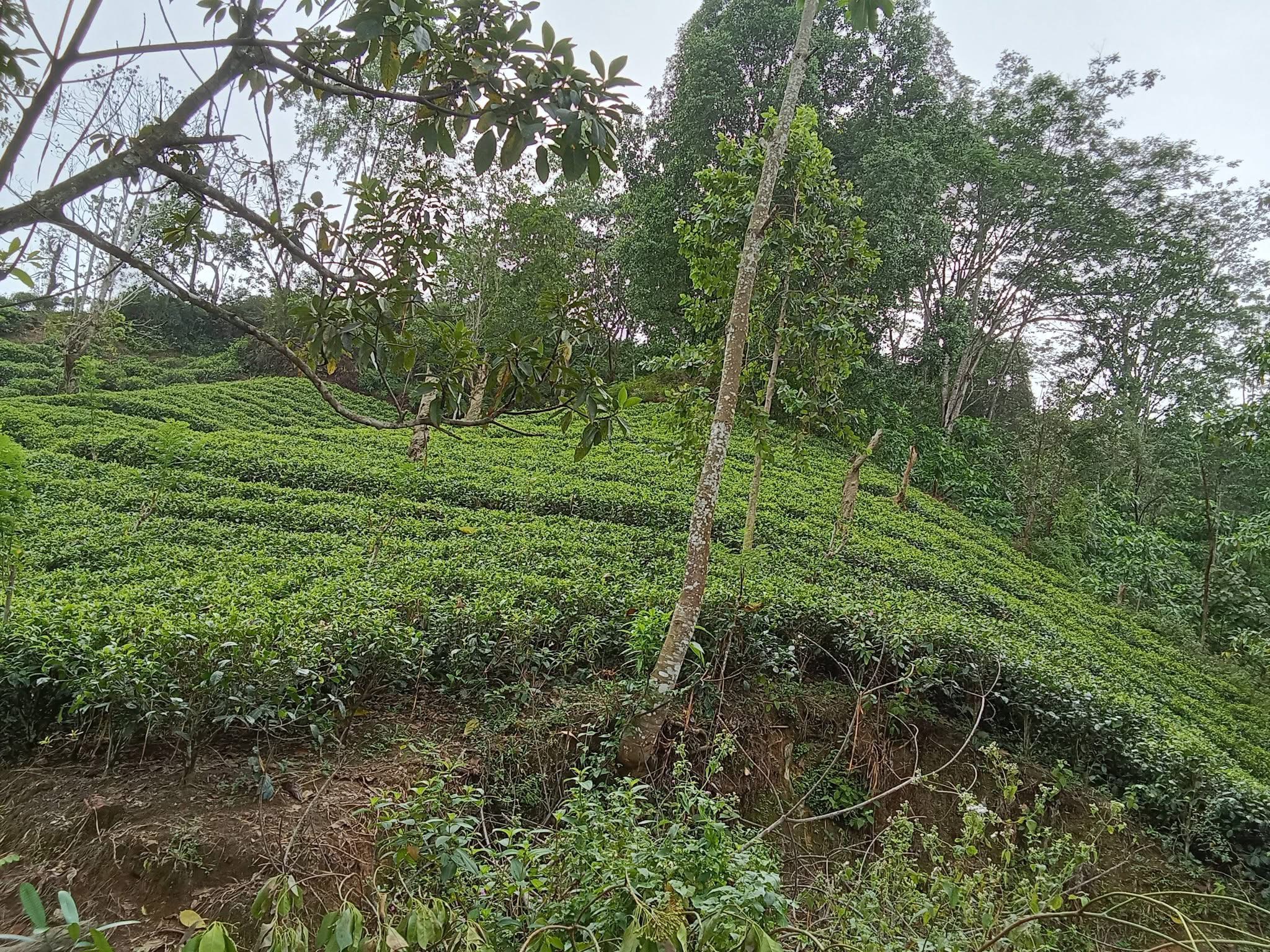 Agricultural Land for Sale in Deniyaya