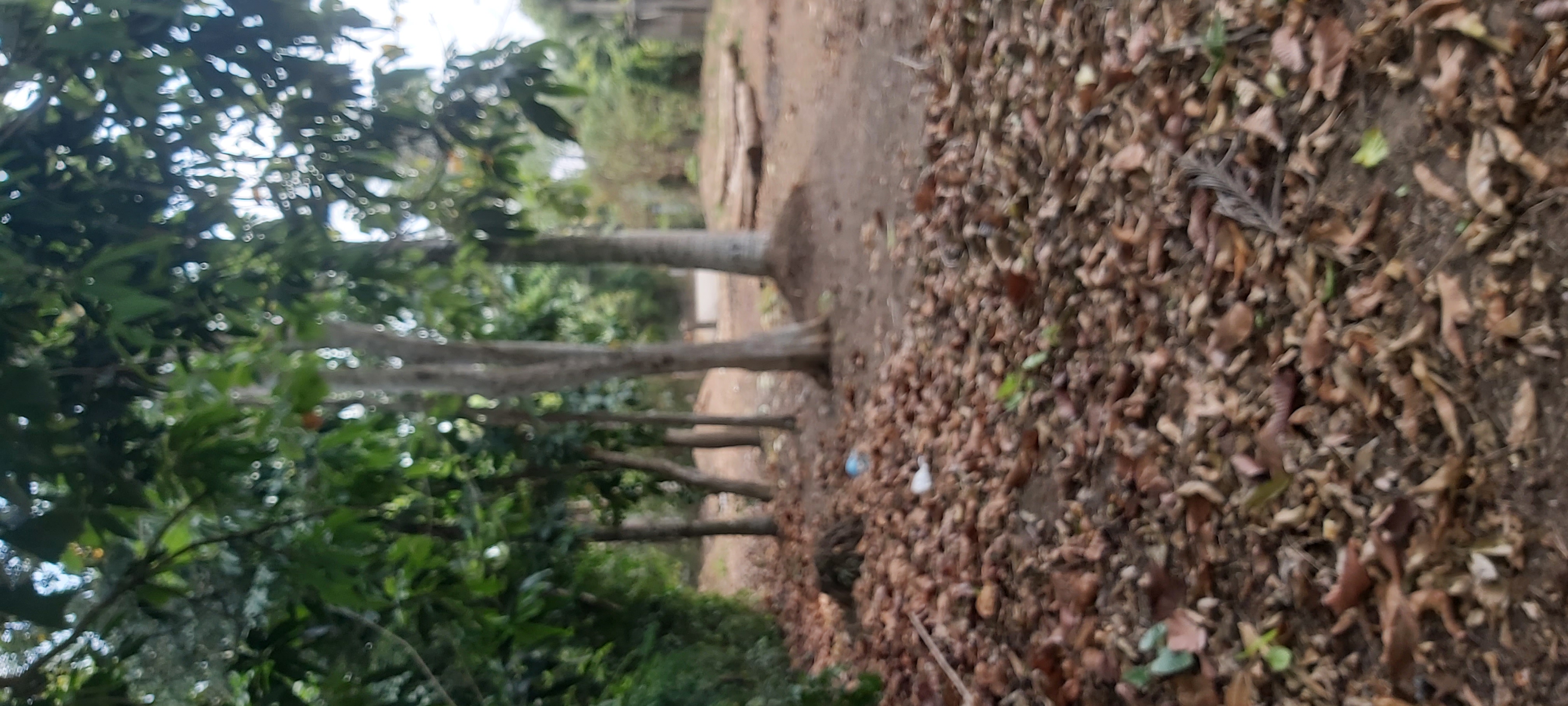 Residential Land for Sale in Minuwangoda