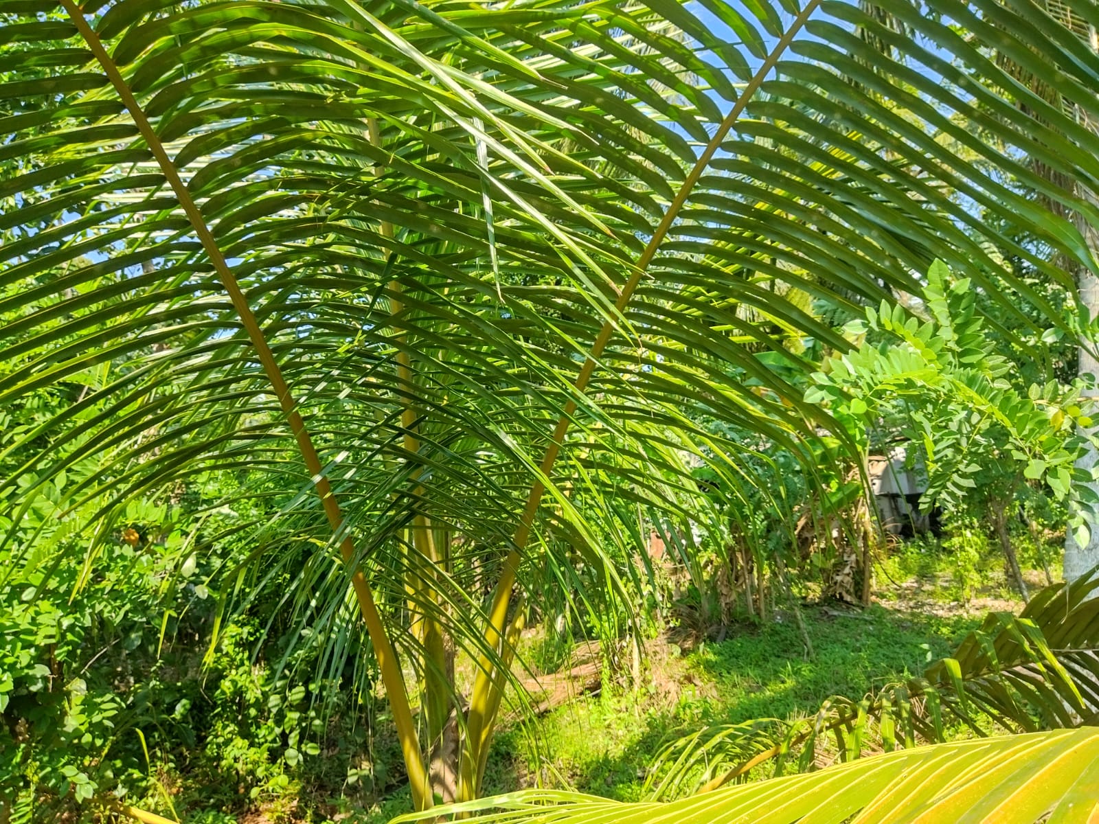 Residential Land for Sale in Panadura