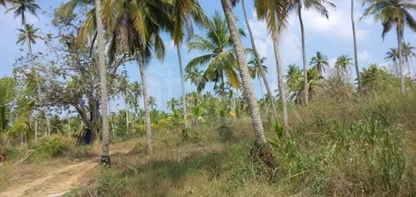 Agricultural Land for Sale in Wariyapola