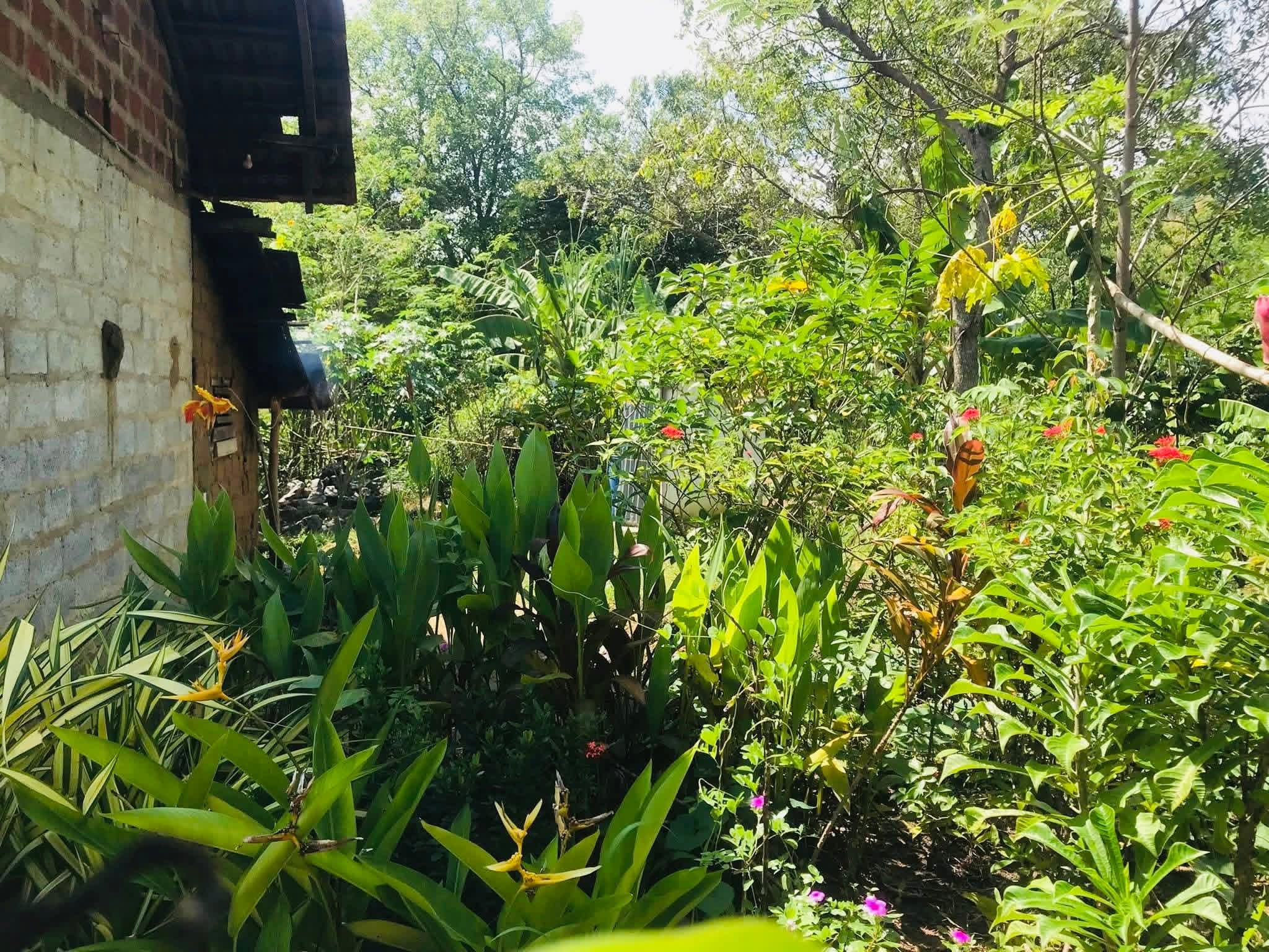 Agricultural Land for Sale in Sewanagala