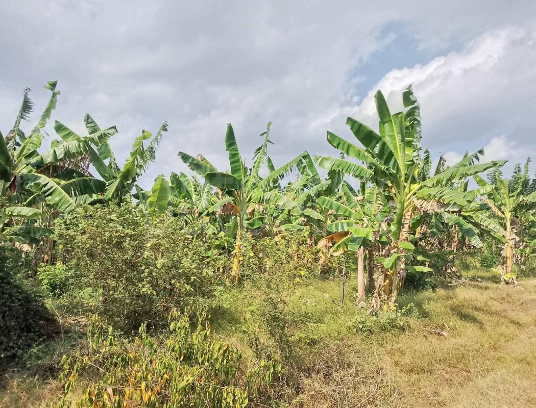 Agricultural Land for Sale in Katunayake ads-image-1