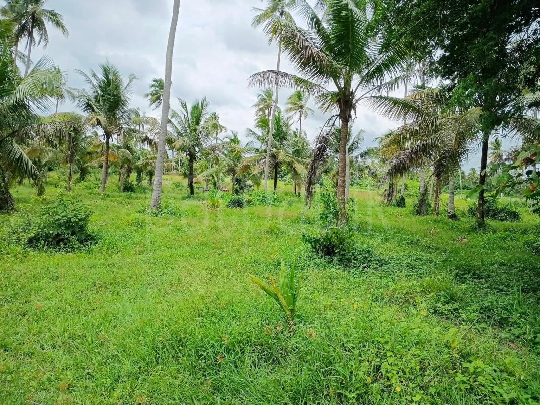 Agricultural Land for Sale in Kobeigane