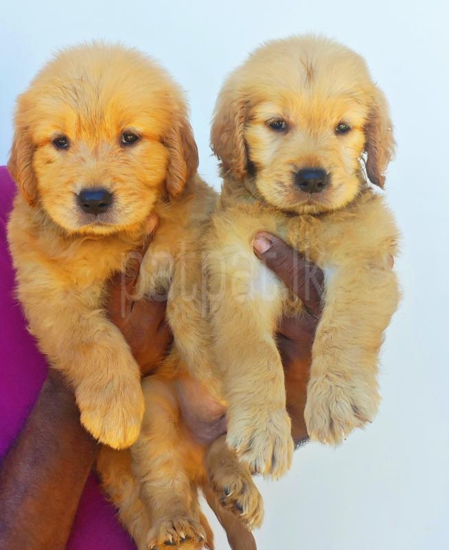 Golden Retriever Puppies