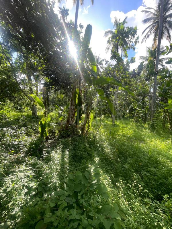  Land for Sale in Giriulla