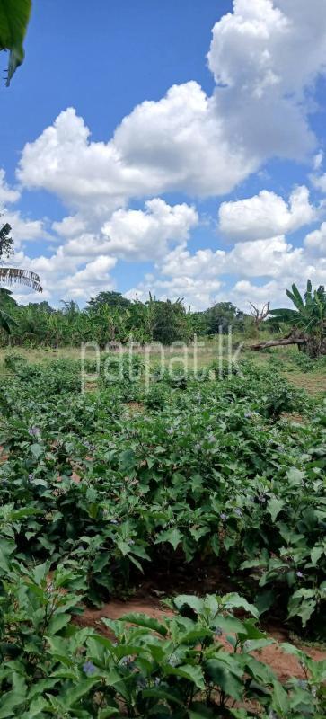 Commercial Land for Sale in Sella Kataragama