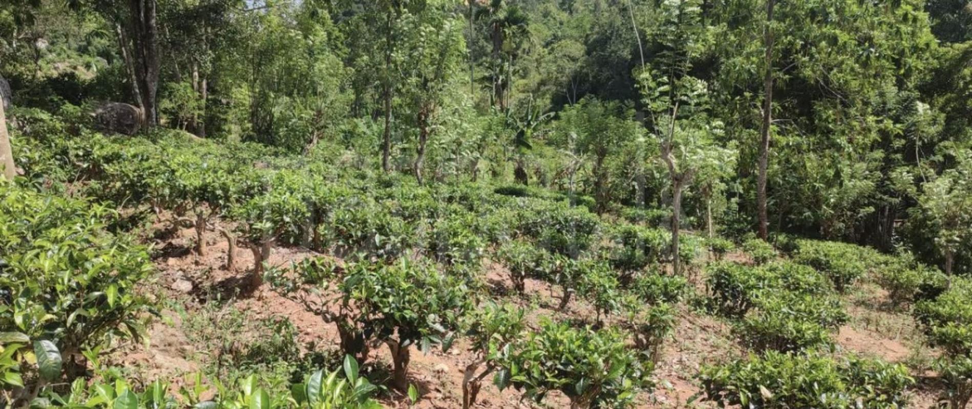 Agricultural Land for Sale in Pujapitiya