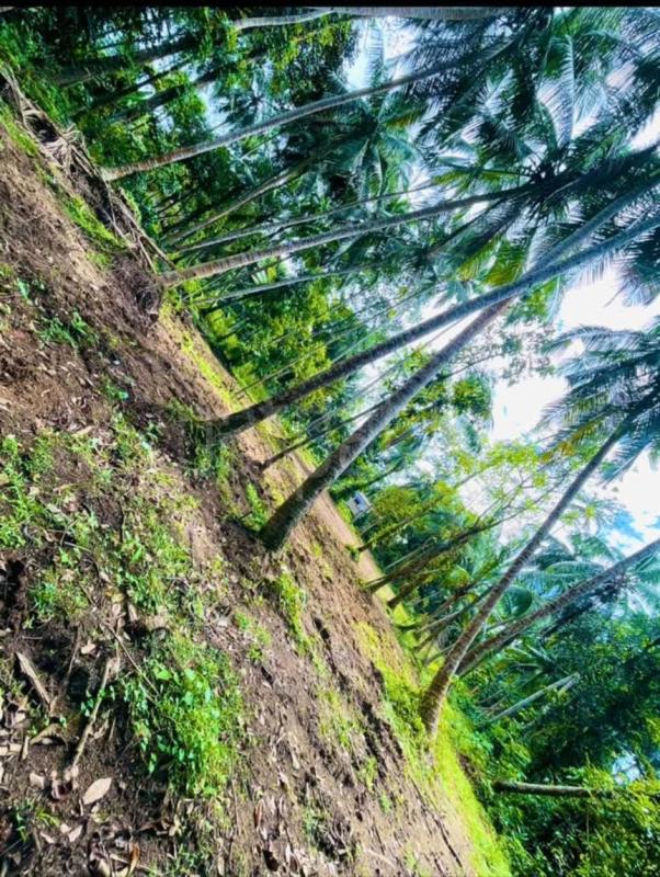 Agricultural Land for Sale in Weliveriya ads-image-1