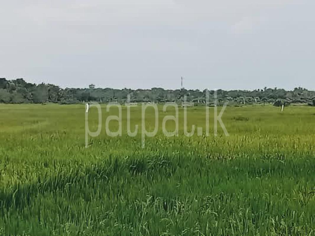 Agricultural Land for Sale in Tissamaharama ads-image-1