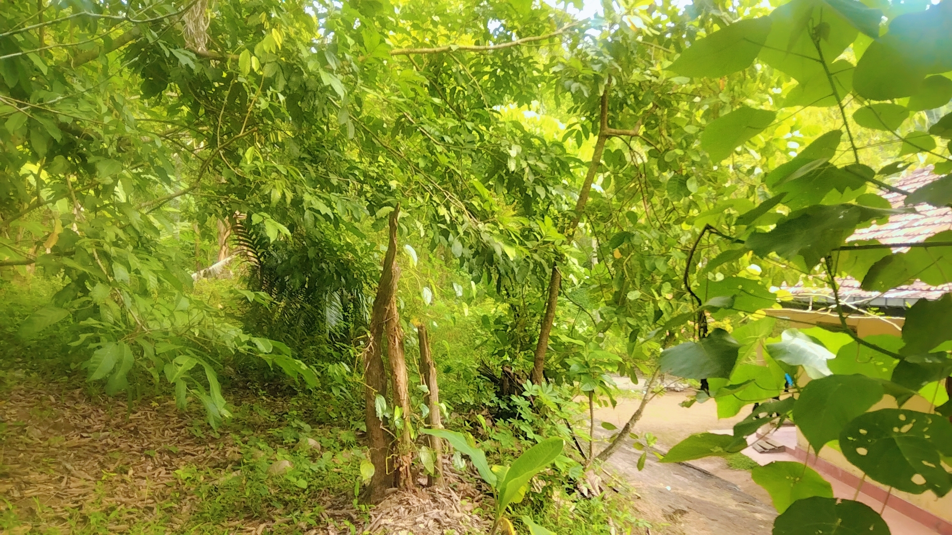 Residential Land for Sale in Ruwanwella