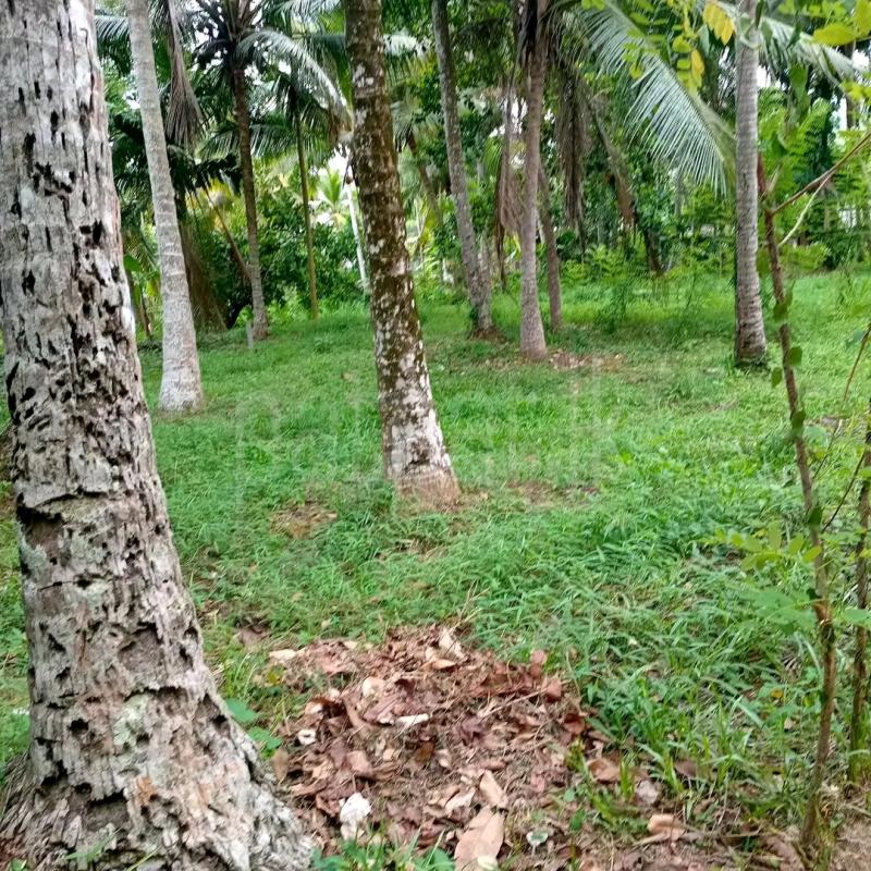 Agricultural Land for Sale in Ridigama