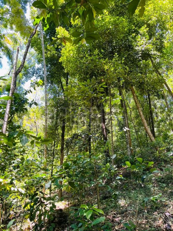 Agricultural Land for Sale in Wadduwa ads-image-1