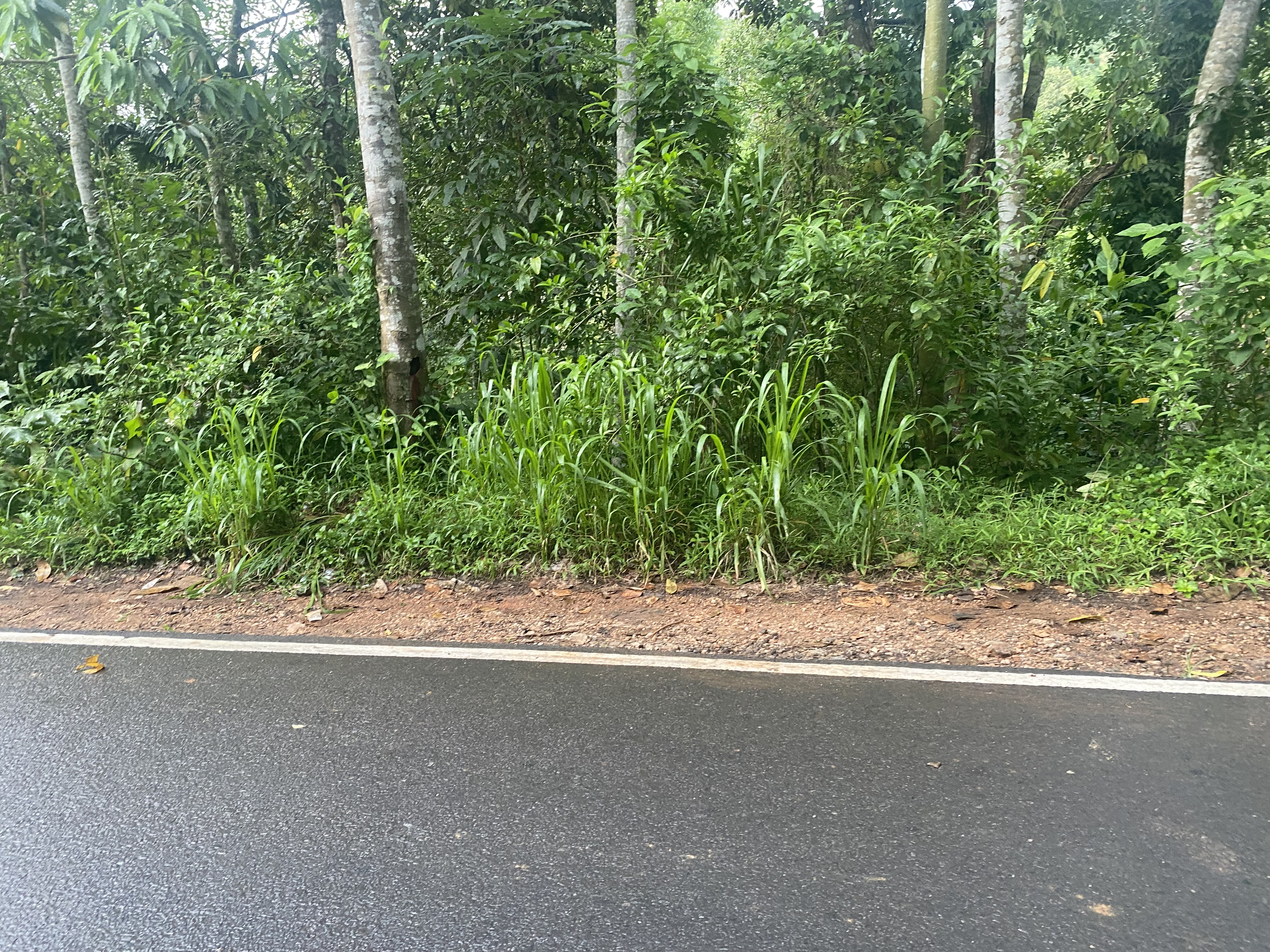 Commercial Land for Sale in Gampola