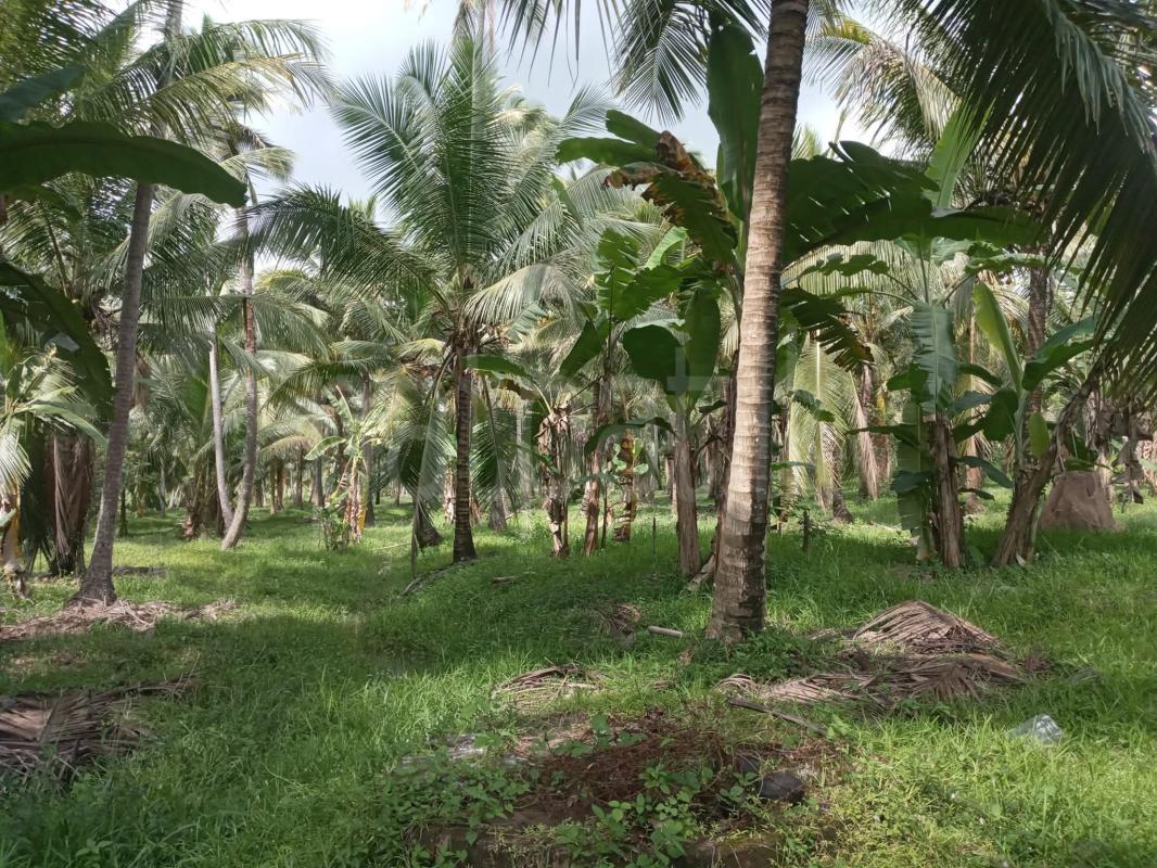 Agricultural Land for Sale in Maspotha